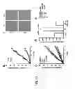 Fig. 15 - ANGIOGENIC AND IMMUNOLOGIC APPLICATIONS OF ANTI-CD160 SPECIFIC COMPOUNDS OBTAINABLE FROM mAb CL1-R2
