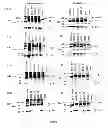 Fig. 02 - Recombinant HCV E2 glycoprotein