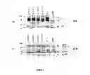 Fig. 12 - Recombinant HCV E2 glycoprotein
