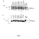 Fig. 15 - Recombinant HCV E2 glycoprotein