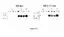 Fig. 19 - Recombinant HCV E2 glycoprotein