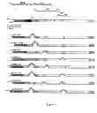 Fig. 20 - Recombinant HCV E2 glycoprotein