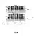 Fig. 25 - Recombinant HCV E2 glycoprotein
