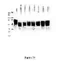 Fig. 30 - Recombinant HCV E2 glycoprotein