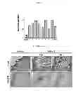 Fig. 04 - Methods for inducing an immune response via buccal and/or sublingual administration of a vaccine