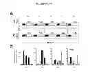 Fig. 05 - Methods for inducing an immune response via buccal and/or sublingual administration of a vaccine