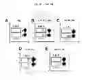 Fig. 09 - Methods for inducing an immune response via buccal and/or sublingual administration of a vaccine