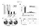 Fig. 13 - Methods for inducing an immune response via buccal and/or sublingual administration of a vaccine