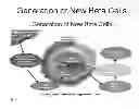 Fig. 02 - Generation of new pancreatic beta cells