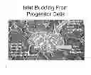 Fig. 03 - Generation of new pancreatic beta cells