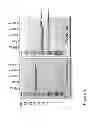 Fig. 05 - Compositions and methods for modulating hemostasis
