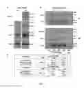 Fig. 02 - COMPOSITIONS AND METHODS FOR EXOSOME TARGETED EXPRESSION