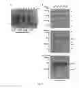 Fig. 11 - COMPOSITIONS AND METHODS FOR EXOSOME TARGETED EXPRESSION