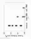 Fig. 08 - TARGETED LIPOSOMES