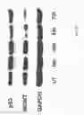 Fig. 34 - TARGETED LIPOSOMES