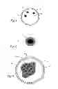Fig. 02 - VECTOR FOR ORAL ADMINISTRATION