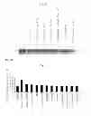 Fig. 03 - Composition for accelerating change in muscle type