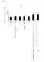 Fig. 05 - Composition for accelerating change in muscle type