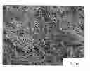 Fig. 01 - COATED FIBROUS COPPER MICROPARTICLES, AND ELECTRICALLY CONDUCTIVE COATING AGENT AND ELECTRICALLY CONDUCTIVE FILM EACH CONTAINING SAID COATED FIBROUS COPPER MICROPARTICLES
