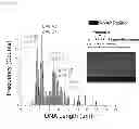 Fig. 06 - Nanofluidic devices for single-molecule analysis of protein-DNA complex