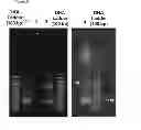 Fig. 09 - Nanofluidic devices for single-molecule analysis of protein-DNA complex