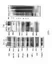 Fig. 07 - Methods and biomarker for evaluating cancer metastasis, pharmaceutical composition for inhibiting cancer metastasis, and method for analyzing secretome