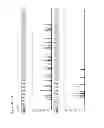 Fig. 08 - Method for direct amplification from crude nucleic acid samples