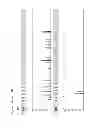 Fig. 13 - Method for direct amplification from crude nucleic acid samples