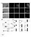 Fig. 07 - Somatic cells with innate potential for pluripotency