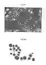 Fig. 03 - SEBOCYTES, SEBOCYTE CELL LINES AND APPLICATIONS THEREOF