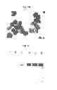 Fig. 04 - SEBOCYTES, SEBOCYTE CELL LINES AND APPLICATIONS THEREOF