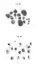 Fig. 05 - SEBOCYTES, SEBOCYTE CELL LINES AND APPLICATIONS THEREOF