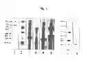 Fig. 07 - SEBOCYTES, SEBOCYTE CELL LINES AND APPLICATIONS THEREOF