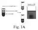 Fig. 02 - Engineering individually addressable cellular spheroids using aqueous two-phase systems
