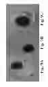 Fig. 11 - Engineering individually addressable cellular spheroids using aqueous two-phase systems