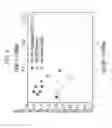 Fig. 05 - Enhancement of in vitro translation by nanoparticle conjugates