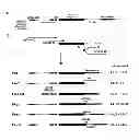 Fig. 01 - NUCLEIC ACID WHICH IS STABILIZED AGAINST DECOMPOSITION