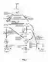 Fig. 02 - METHODS, COMPOSITIONS AND SYSTEMS FOR BIOSYNTHETIC BIO-PRODUCTION OF 1,4 BUTANEDIOL