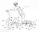 Fig. 01 - Abdominal muscle exercise machine