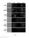 Fig. 02 - Method of protein display