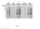 Fig. 03 - Method of protein display