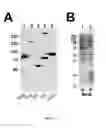 Fig. 04 - Method of protein display