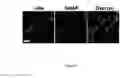 Fig. 06 - Method of protein display