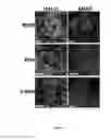 Fig. 07 - Method of protein display