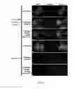 Fig. 09 - Method of protein display