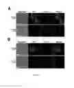 Fig. 16 - Method of protein display