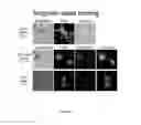 Fig. 20 - Method of protein display