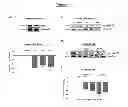 Fig. 02 - METHODS FOR TREATING PROGRESSIVE COGNITIVE DISORDERS RELATED TO NEUROFIBRILLARY TANGLES