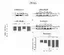 Fig. 03 - METHODS FOR TREATING PROGRESSIVE COGNITIVE DISORDERS RELATED TO NEUROFIBRILLARY TANGLES