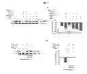 Fig. 04 - METHODS FOR TREATING PROGRESSIVE COGNITIVE DISORDERS RELATED TO NEUROFIBRILLARY TANGLES